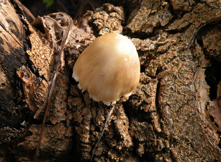 Un fungo ed i suoi abitanti (Cfr. Coprinellus sp.)